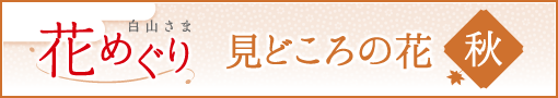 白山さま花めぐり 秋