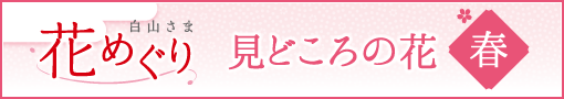 白山さま花めぐり 春