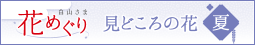 白山さま花めぐり 夏