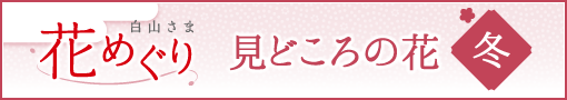 白山さま花めぐり 冬