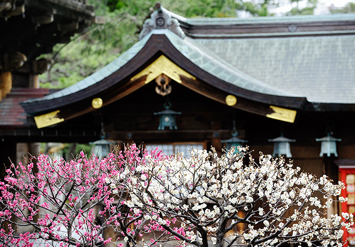 合格祈願の梅