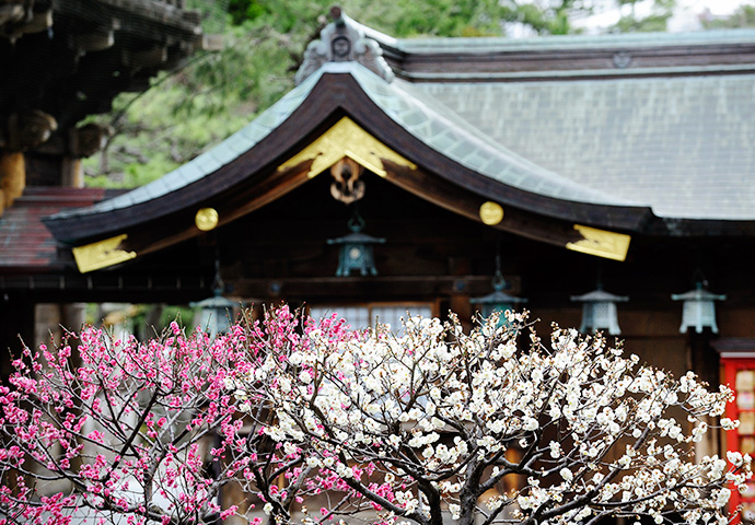 合格祈願の梅